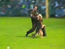 Впервые на машине в Германию с овчаркой: Наш дебют на Зигере в Карлсруэ