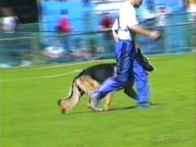 Впервые на машине в Германию с овчаркой: Наш дебют на Зигере в Карлсруэ