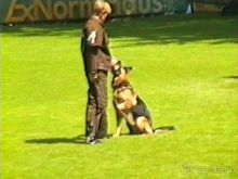 Впервые на машине в Германию с овчаркой: Наш дебют на Зигере в Карлсруэ