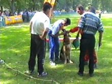 Впервые на машине в Германию с овчаркой: Наш дебют на Зигере в Карлсруэ