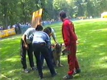 Впервые на машине в Германию с овчаркой: Наш дебют на Зигере в Карлсруэ