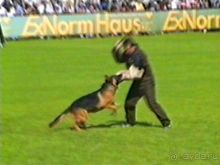 Впервые на машине в Германию с овчаркой: Наш дебют на Зигере в Карлсруэ