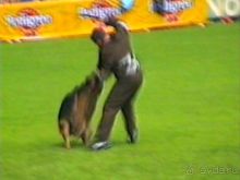 Впервые на машине в Германию с овчаркой: Наш дебют на Зигере в Карлсруэ