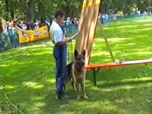 Впервые на машине в Германию с овчаркой: Наш дебют на Зигере в Карлсруэ