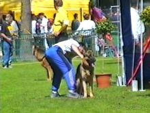 Впервые на машине в Германию с овчаркой: Наш дебют на Зигере в Карлсруэ