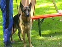 Впервые на машине в Германию с овчаркой: Наш дебют на Зигере в Карлсруэ