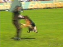 Впервые на машине в Германию с овчаркой: Наш дебют на Зигере в Карлсруэ