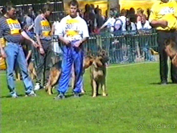 Впервые на машине в Германию с овчаркой: Наш дебют на Зигере в Карлсруэ