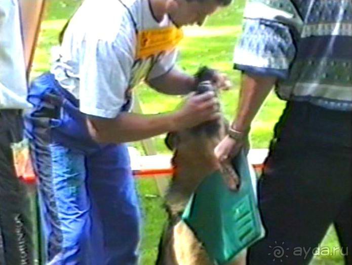 Впервые на машине в Германию с овчаркой: Наш дебют на Зигере в Карлсруэ