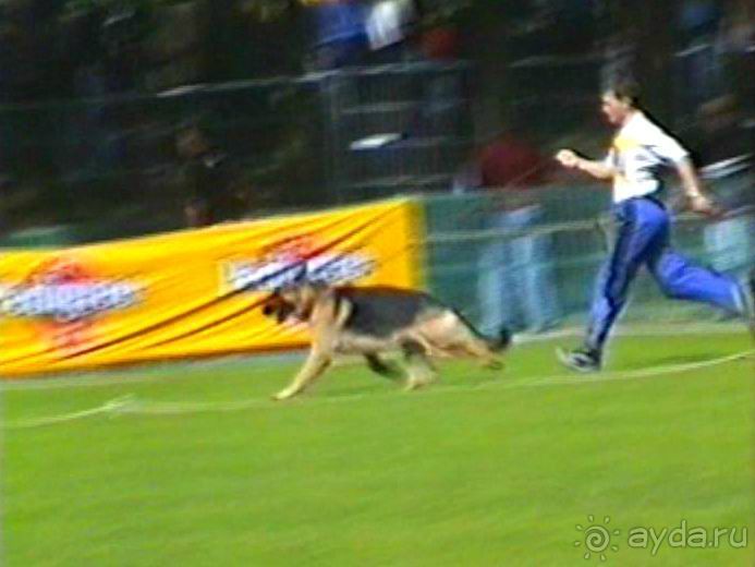 Впервые на машине в Германию с овчаркой: Наш дебют на Зигере в Карлсруэ