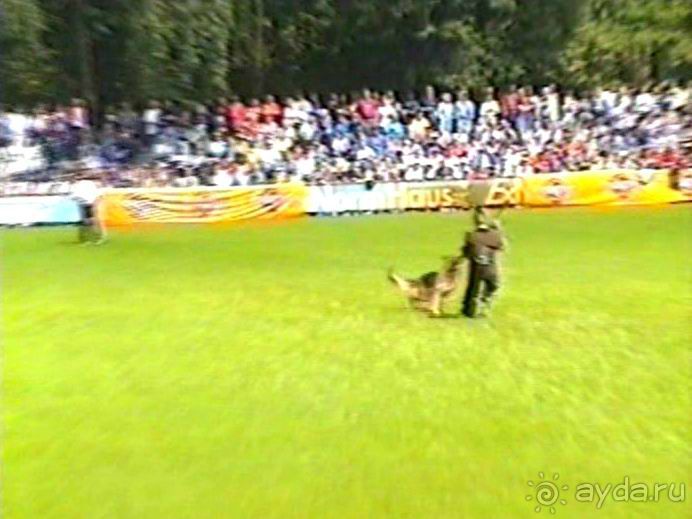 Впервые на машине в Германию с овчаркой: Наш дебют на Зигере в Карлсруэ