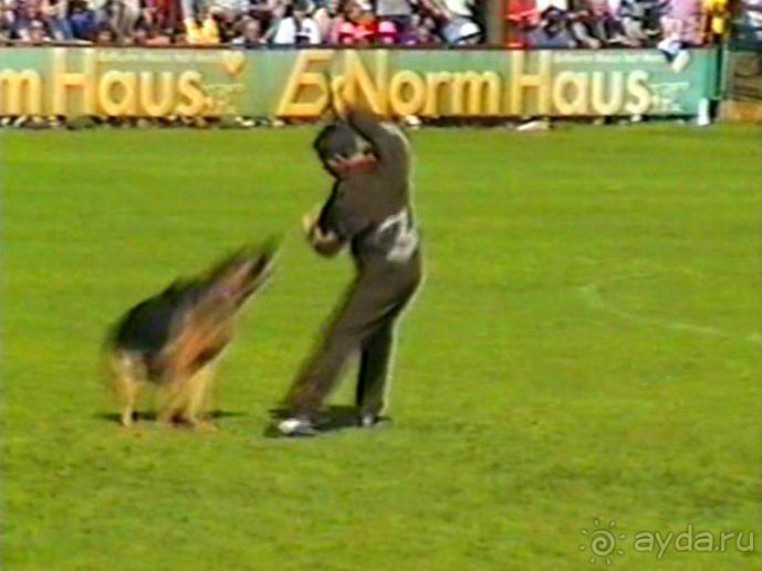 Впервые на машине в Германию с овчаркой: Наш дебют на Зигере в Карлсруэ