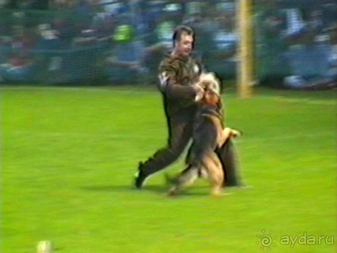 Впервые на машине в Германию с овчаркой: Наш дебют на Зигере в Карлсруэ