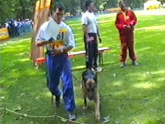 Впервые на машине в Германию с овчаркой: Наш дебют на Зигере в Карлсруэ