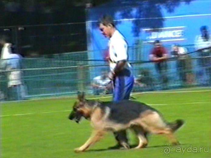 Впервые на машине в Германию с овчаркой: Наш дебют на Зигере в Карлсруэ