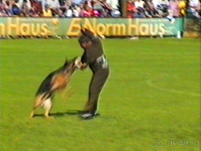 Впервые на машине в Германию с овчаркой: Наш дебют на Зигере в Карлсруэ