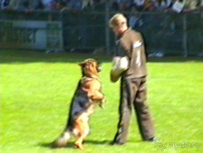 Впервые на машине в Германию с овчаркой: Наш дебют на Зигере в Карлсруэ
