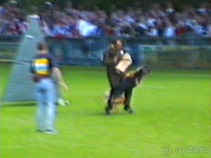 Впервые на машине в Германию с овчаркой: Наш дебют на Зигере в Карлсруэ