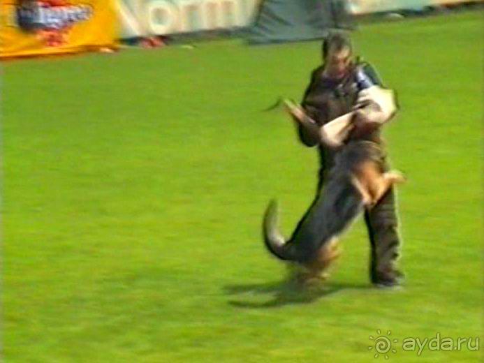 Впервые на машине в Германию с овчаркой: Наш дебют на Зигере в Карлсруэ