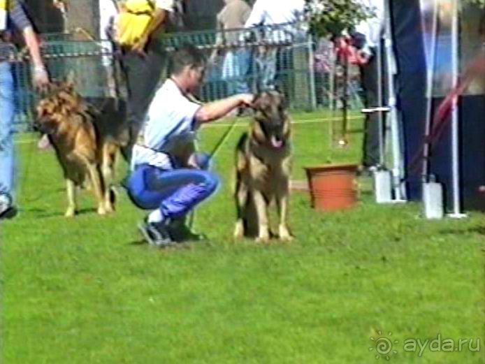 Впервые на машине в Германию с овчаркой: Наш дебют на Зигере в Карлсруэ