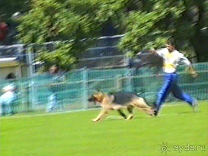 Впервые на машине в Германию с овчаркой: Наш дебют на Зигере в Карлсруэ