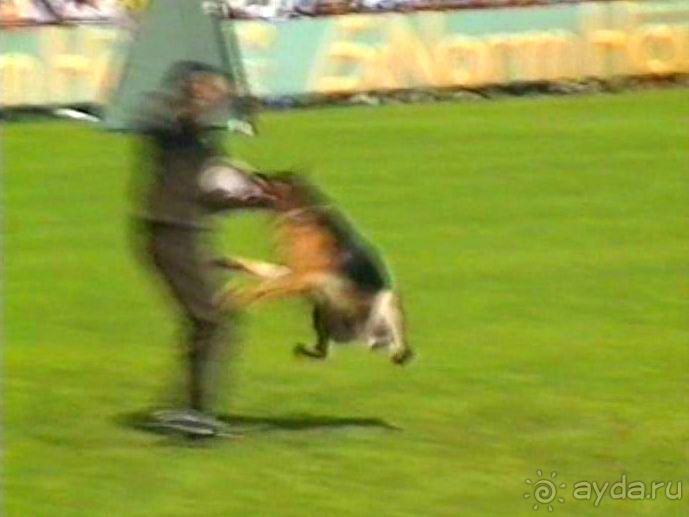 Впервые на машине в Германию с овчаркой: Наш дебют на Зигере в Карлсруэ