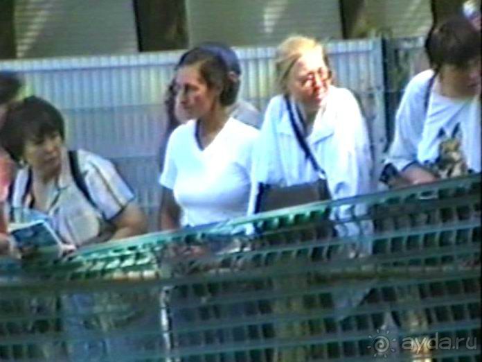 Впервые на машине в Германию с овчаркой: Наш дебют на Зигере в Карлсруэ