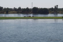 Египет часть 6: Продолжение круиза по Нилу и Ком-Омбо