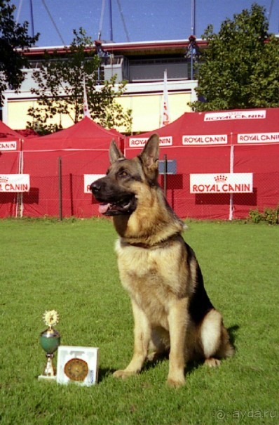 Впервые на машине в Германию с овчаркой: Арчер-семидесятый молодой кобель мира