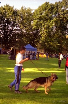 Впервые на машине в Германию с овчаркой: Арчер-семидесятый молодой кобель мира