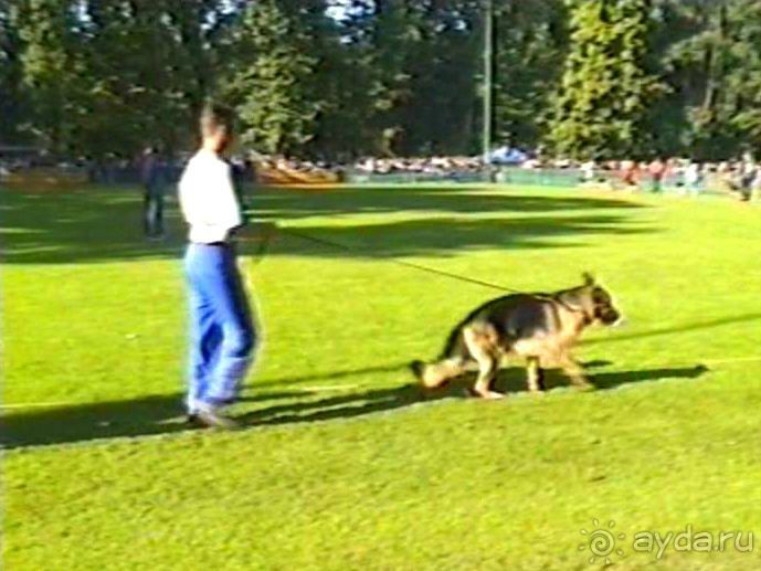 Впервые на машине в Германию с овчаркой: Арчер-семидесятый молодой кобель мира