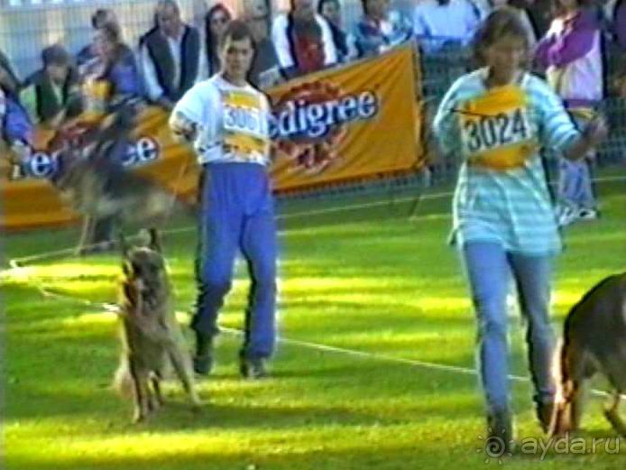 Впервые на машине в Германию с овчаркой: Арчер-семидесятый молодой кобель мира