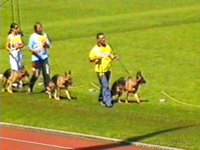 Впервые на машине в Германию с овчаркой: Арчер-семидесятый молодой кобель мира
