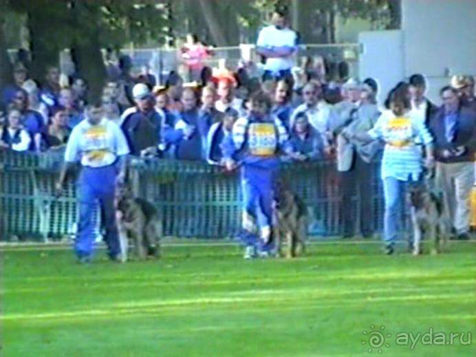 Впервые на машине в Германию с овчаркой: Арчер-семидесятый молодой кобель мира