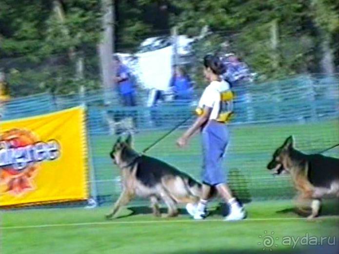 Впервые на машине в Германию с овчаркой: Арчер-семидесятый молодой кобель мира