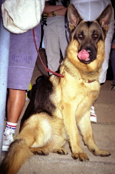 Впервые на машине в Германию с овчаркой: Арчер-семидесятый молодой кобель мира