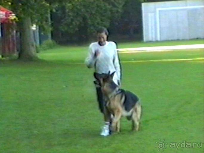 Впервые на машине в Германию с овчаркой: Арчер-семидесятый молодой кобель мира