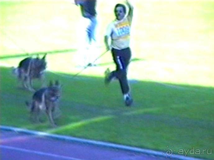 Впервые на машине в Германию с овчаркой: Арчер-семидесятый молодой кобель мира