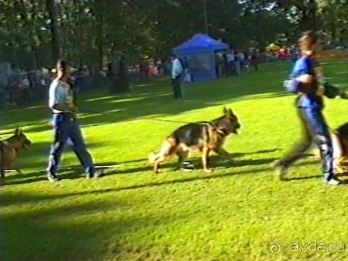 Впервые на машине в Германию с овчаркой: Арчер-семидесятый молодой кобель мира