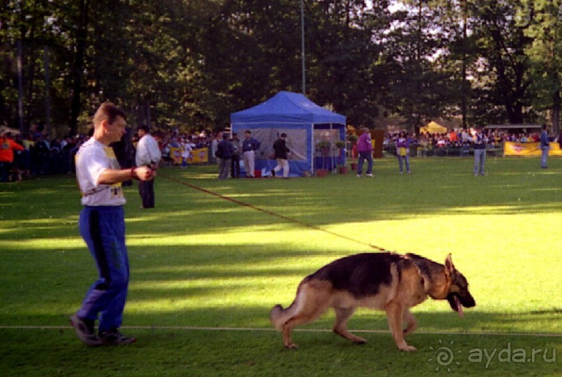 Впервые на машине в Германию с овчаркой: Арчер-семидесятый молодой кобель мира