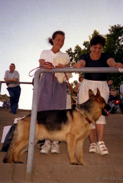 Впервые на машине в Германию с овчаркой: Арчер-семидесятый молодой кобель мира