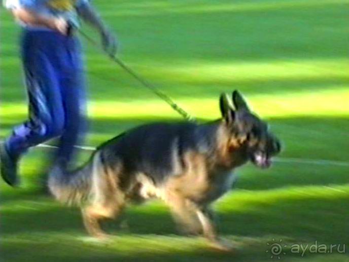 Впервые на машине в Германию с овчаркой: Арчер-семидесятый молодой кобель мира