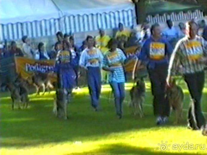 Впервые на машине в Германию с овчаркой: Арчер-семидесятый молодой кобель мира