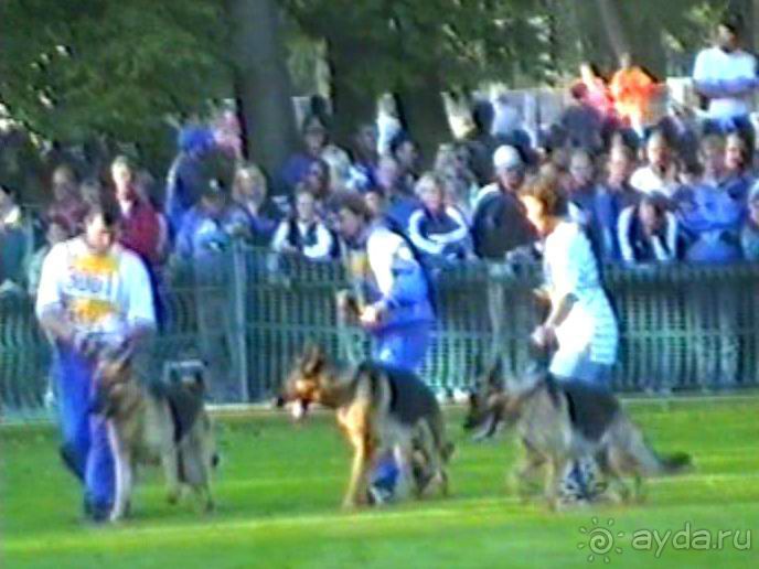 Впервые на машине в Германию с овчаркой: Арчер-семидесятый молодой кобель мира