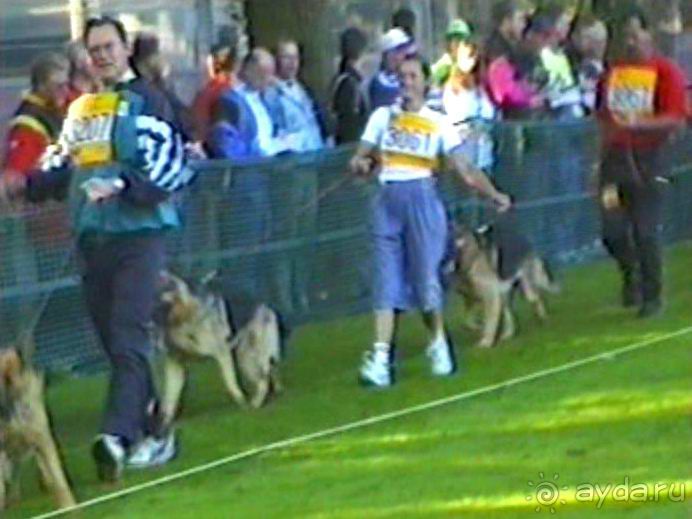 Впервые на машине в Германию с овчаркой: Арчер-семидесятый молодой кобель мира