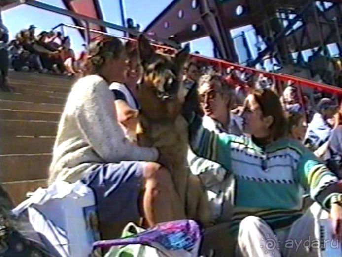 Впервые на машине в Германию с овчаркой: Арчер-семидесятый молодой кобель мира