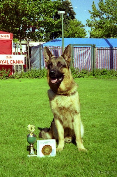 Впервые на машине в Германию с овчаркой: Арчер-семидесятый молодой кобель мира