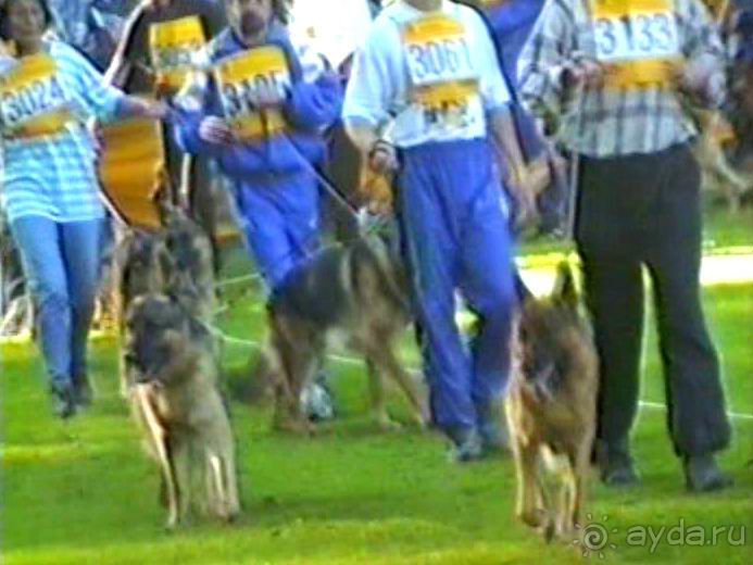 Впервые на машине в Германию с овчаркой: Арчер-семидесятый молодой кобель мира