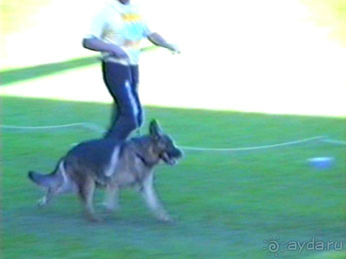 Впервые на машине в Германию с овчаркой: Арчер-семидесятый молодой кобель мира