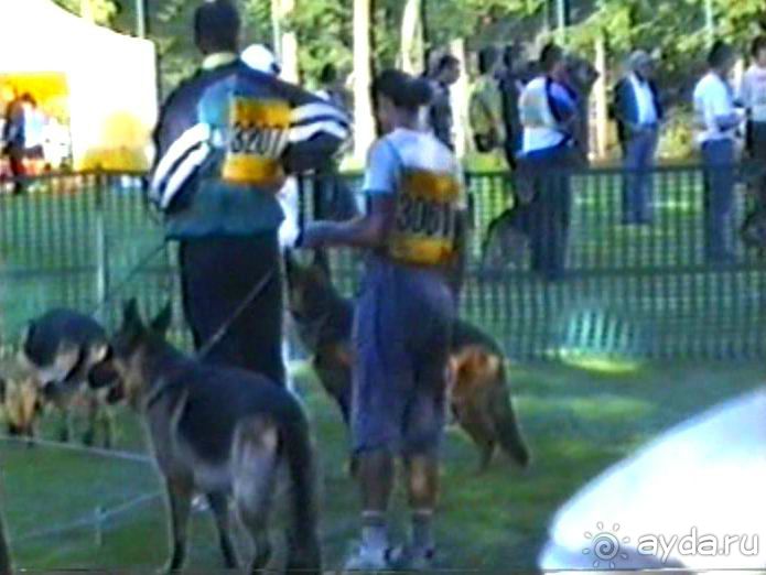 Впервые на машине в Германию с овчаркой: Арчер-семидесятый молодой кобель мира